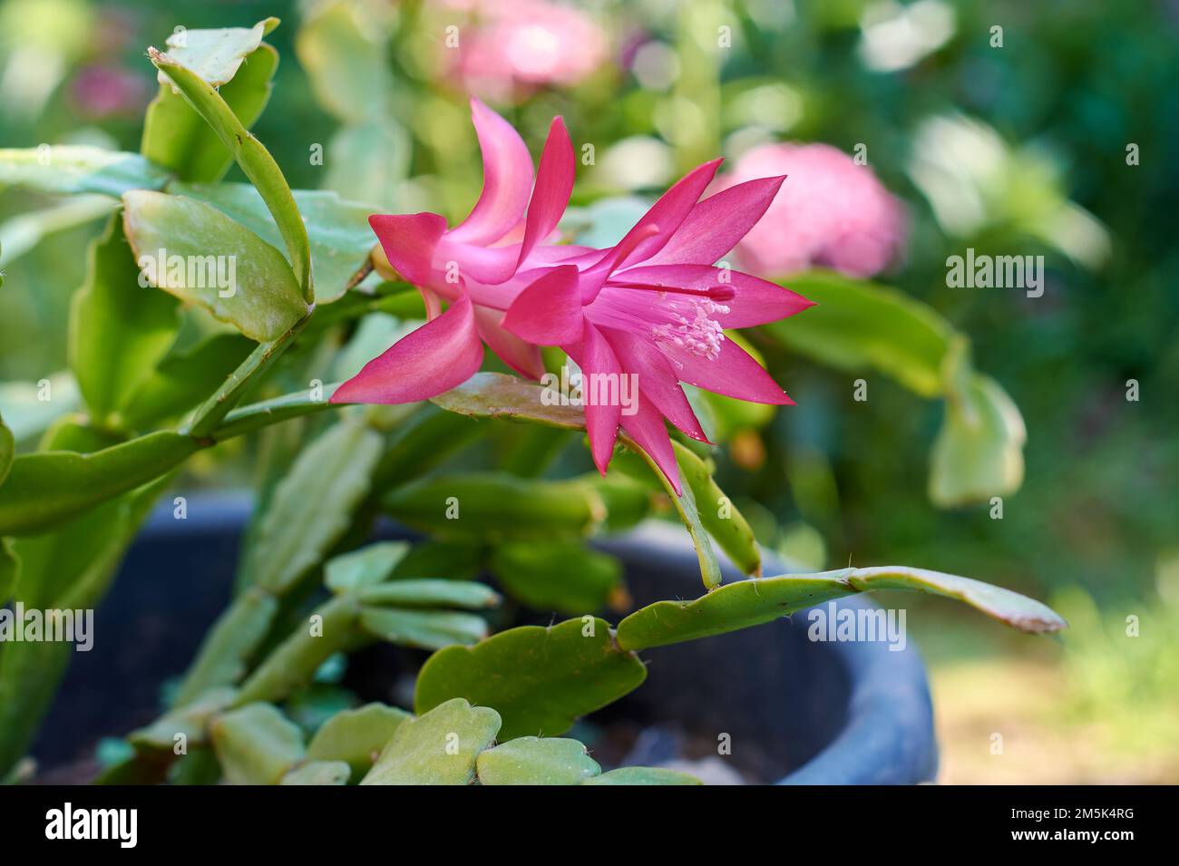 Weihnachtlicher Kaktus oder Thanksgiving Kaktus (Schlumbergera truncata)  mit rosa Blten Stockfotografie - Alamy