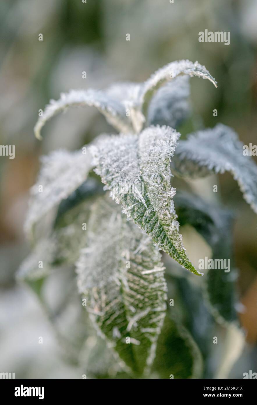 Nahaufnahme von frostigen Winterblättern (möglicherweise junge sekundäre Blätter eines anhaltenden Buddleia-Staubes). Stockfoto