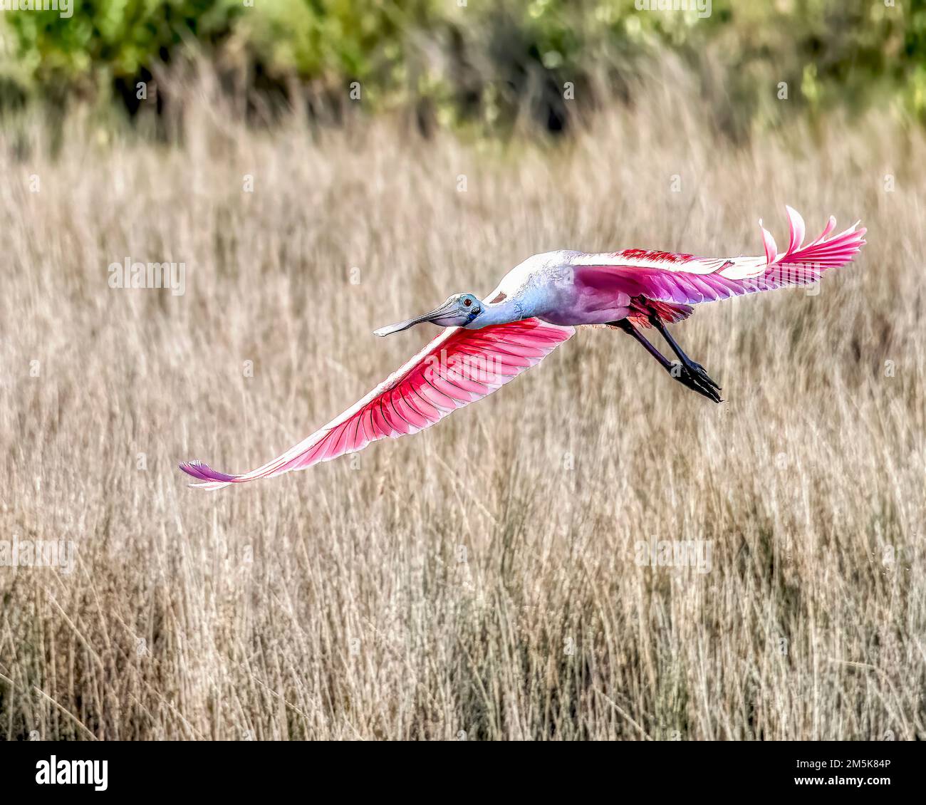 Roseate Spoonbill im Merritt Island Wildlife Refuge in Florida Stockfoto