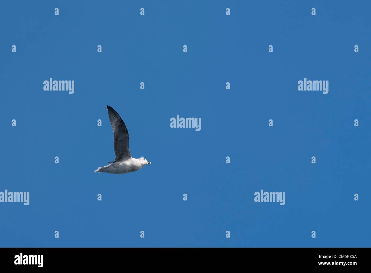 Möwe im Flug gegen den blauen Himmel. Stockfoto