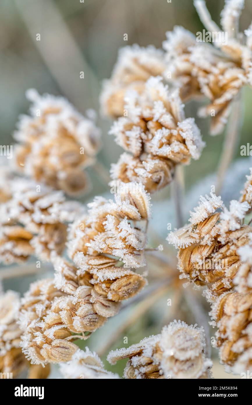 Nahaufnahme von frostbedeckten reifen Samen von Hogweed/Heracleum sphondylium. KuhPetersilie-Familie und ist ein im Vereinigten Königreich verbreitetes Unkraut. Stockfoto