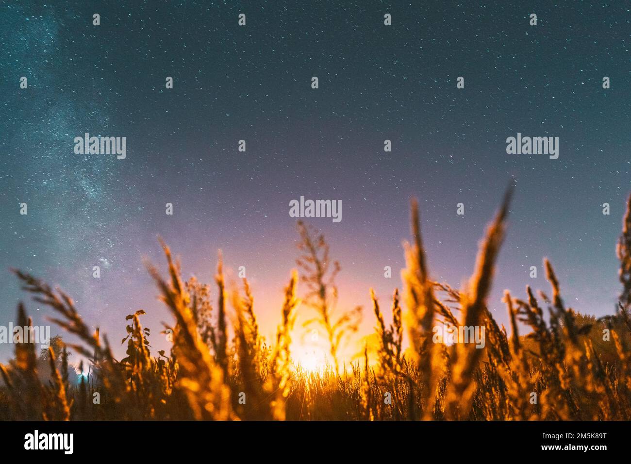 Blick von unten auf den wunderschönen nächtlichen Sternenhimmel vom Gras im Sommer. Nachtsstars über der Wiese im august. Beleuchtung der Stadt am Horizont Stockfoto