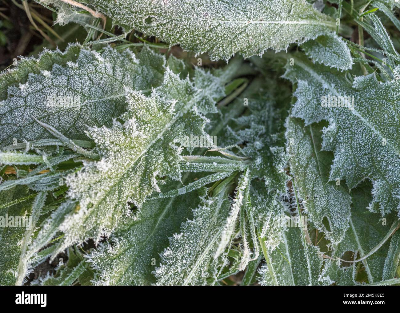 Nahaufnahme der Distelblätter, die im Winter 2022 in Großbritannien von Frost/Eiskristallen bedeckt waren. Bei kaltem Wetter in Großbritannien, Pflanzenlebensdauer im Winter, hartem Frost. Stockfoto