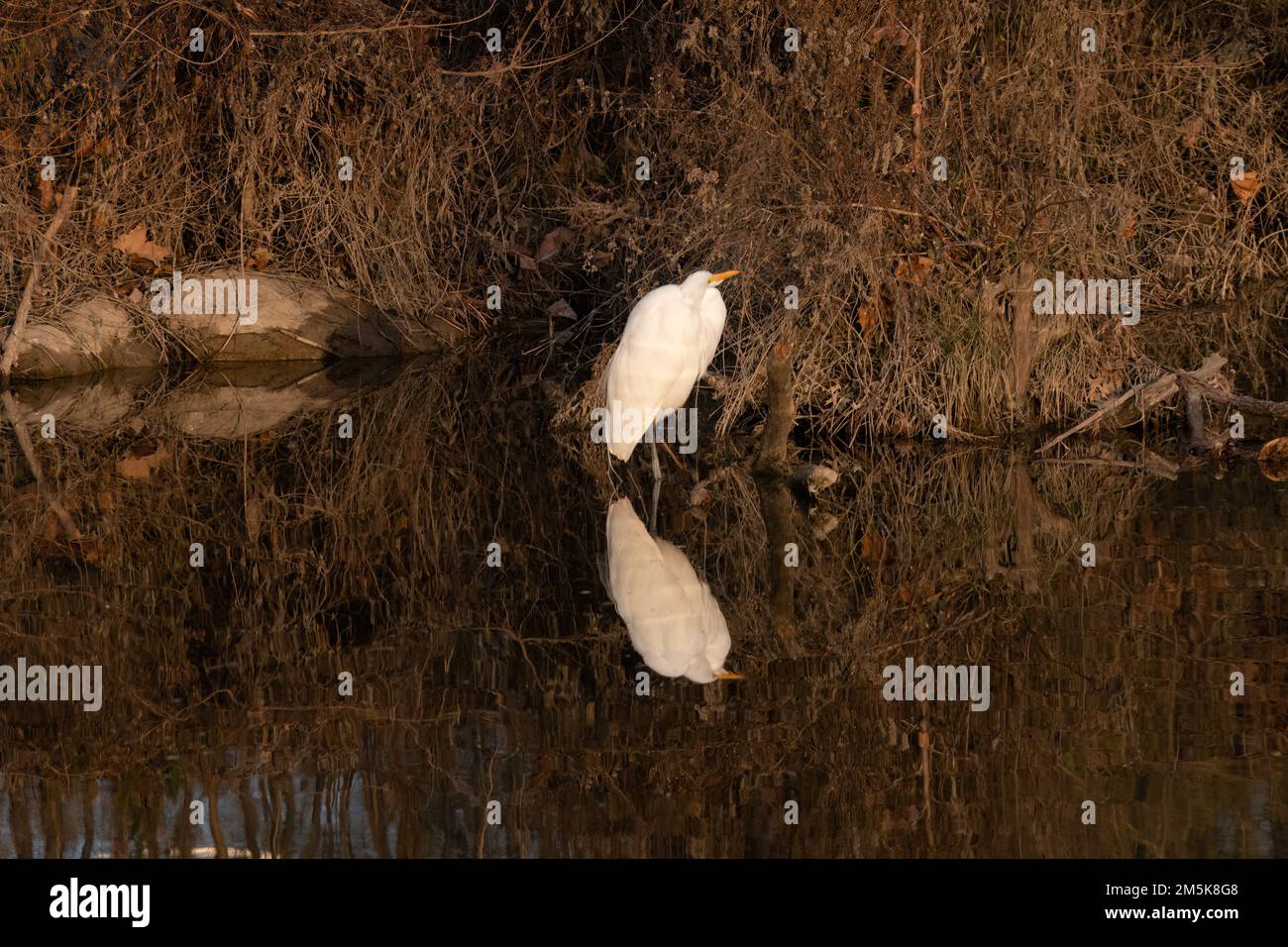 Ein großer weißer Egret am Seeufer mit seiner Reflexion auf der ruhigen Oberfläche des Wassers. Stockfoto