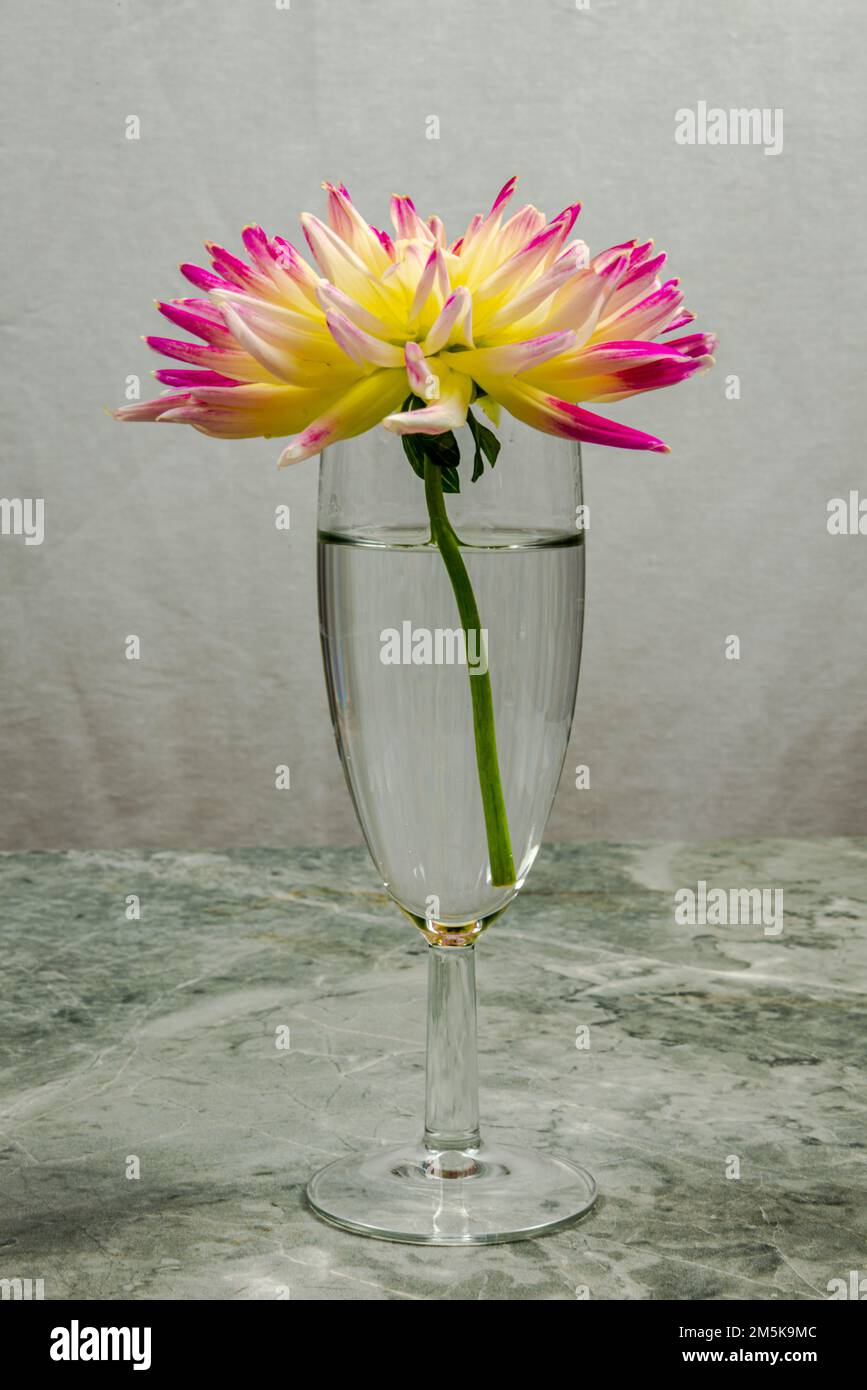 Herbstblütendes Dahlia Studio-Foto Stockfoto