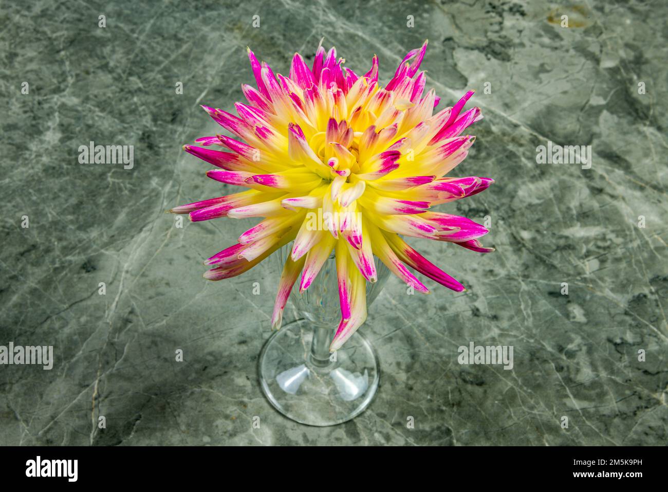 Herbstblütendes Dahlia Studio-Foto Stockfoto