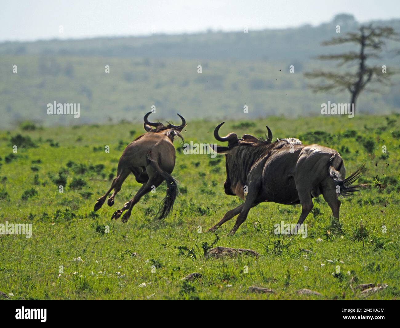 Rivalisierende männliche blaue oder weißbärtige Wildebeests (Connochaetes taurinus), die auf frischen grünen Grasflächen von Masai Mara Conservancy, Kenia, Afrika jagen Stockfoto