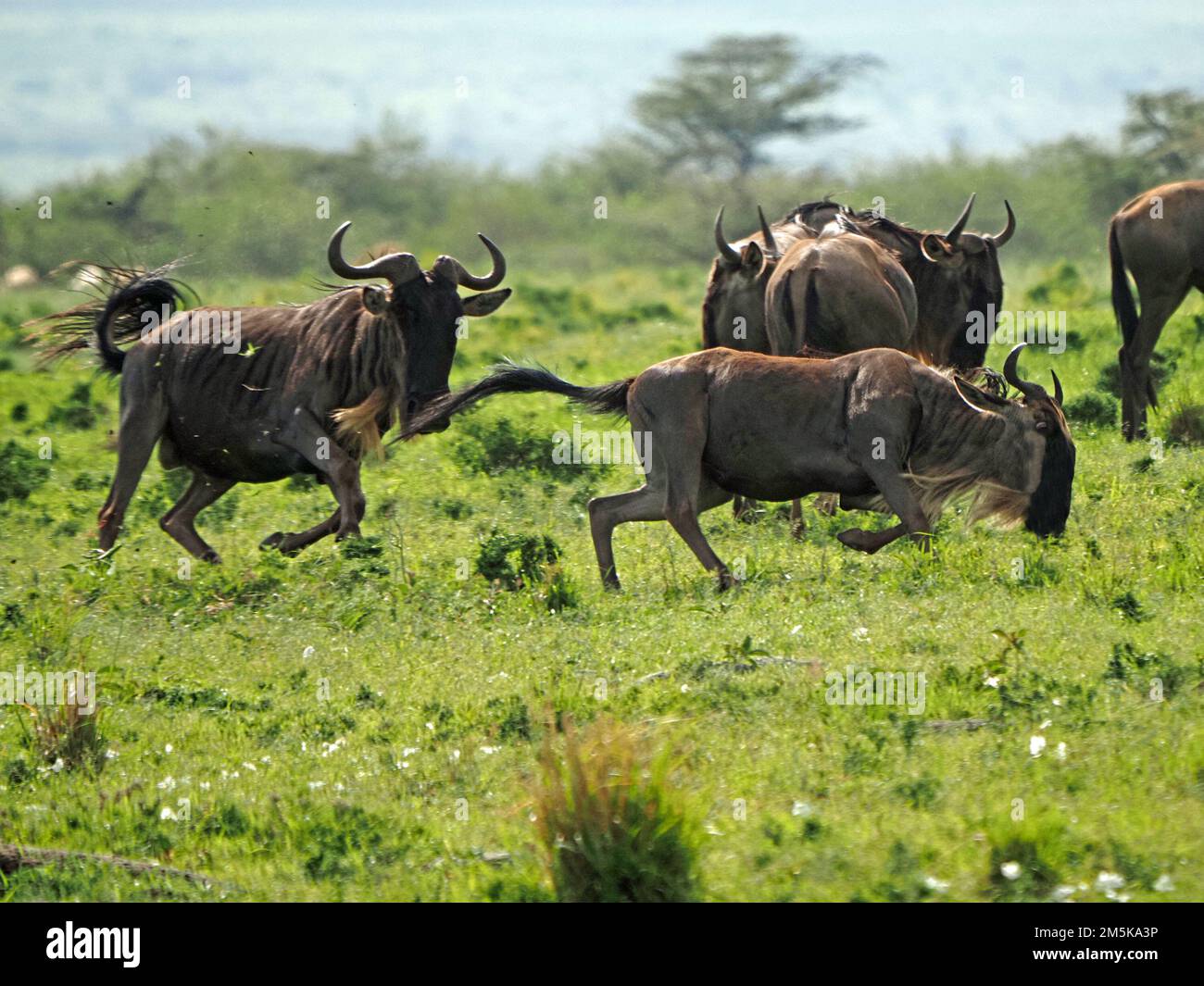 Rivalisierende männliche blaue oder weißbärtige Wildebeests (Connochaetes taurinus), die auf frischen grünen Grasflächen von Masai Mara Conservancy, Kenia, Afrika jagen Stockfoto