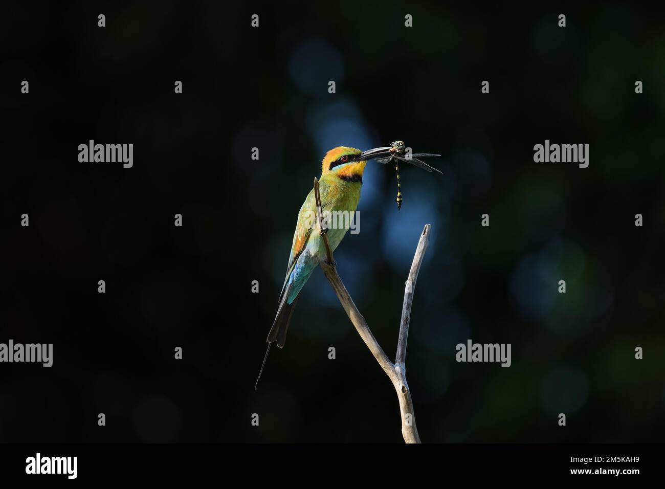 Ein ausgewachsener australischer männlicher Rainbow Bee-Eater - Merops ornatus - Vogel hoch oben auf einem Ast mit einem frisch gefangenen Dragonfly in dramatischem Morgenlicht Stockfoto