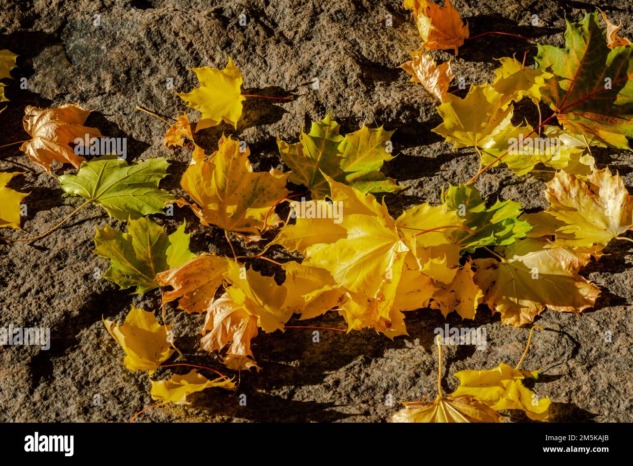 Herbstfarben am St. Lawrence-Fluss Stockfoto