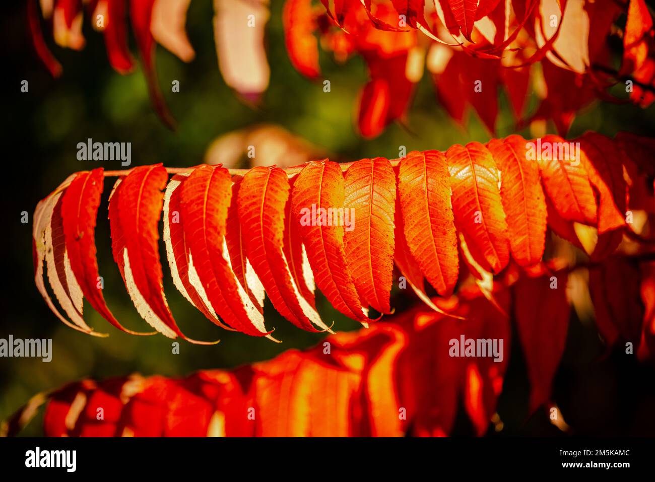 Herbstfarben am St. Lawrence-Fluss Stockfoto