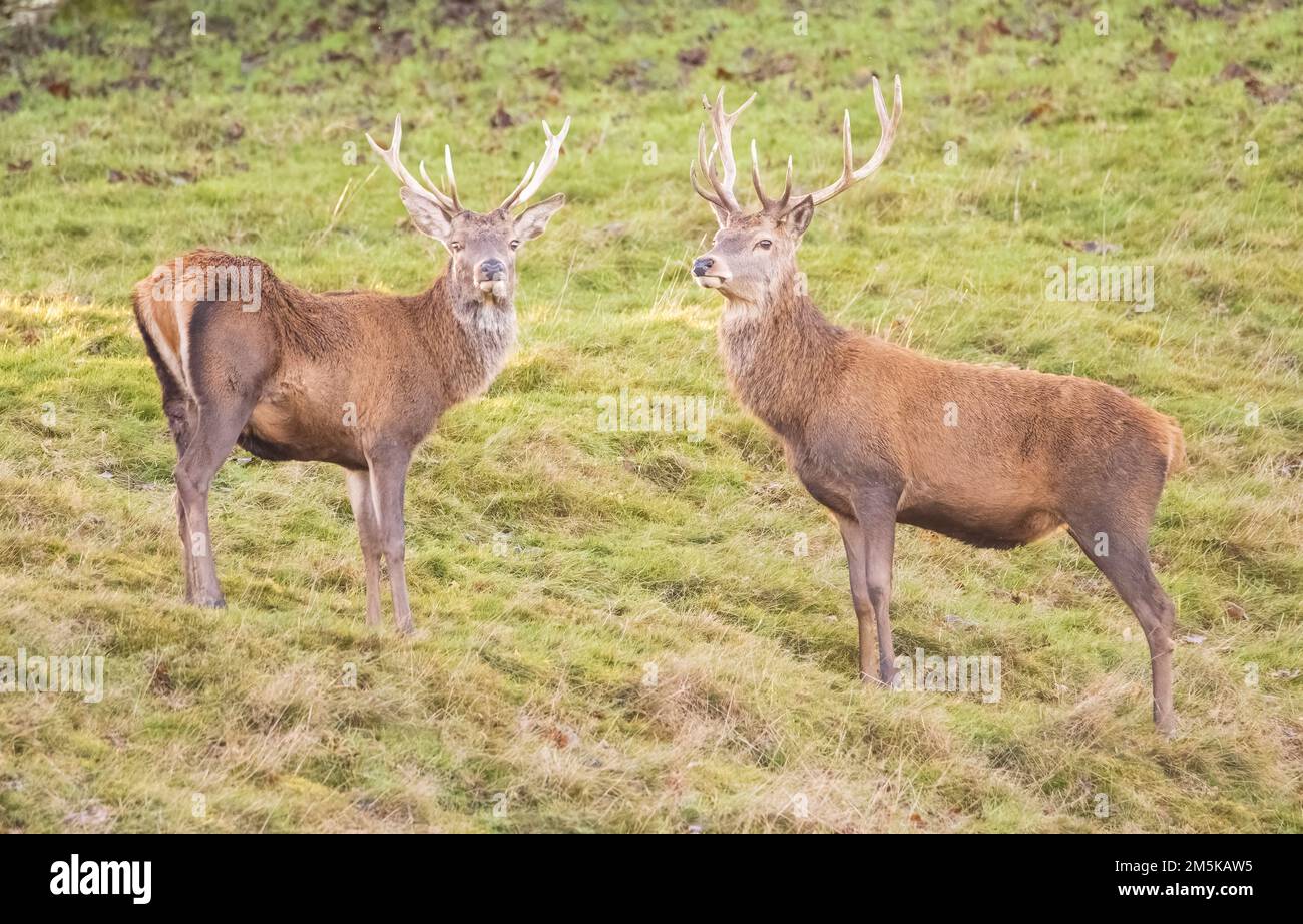 Hirsche Stockfoto