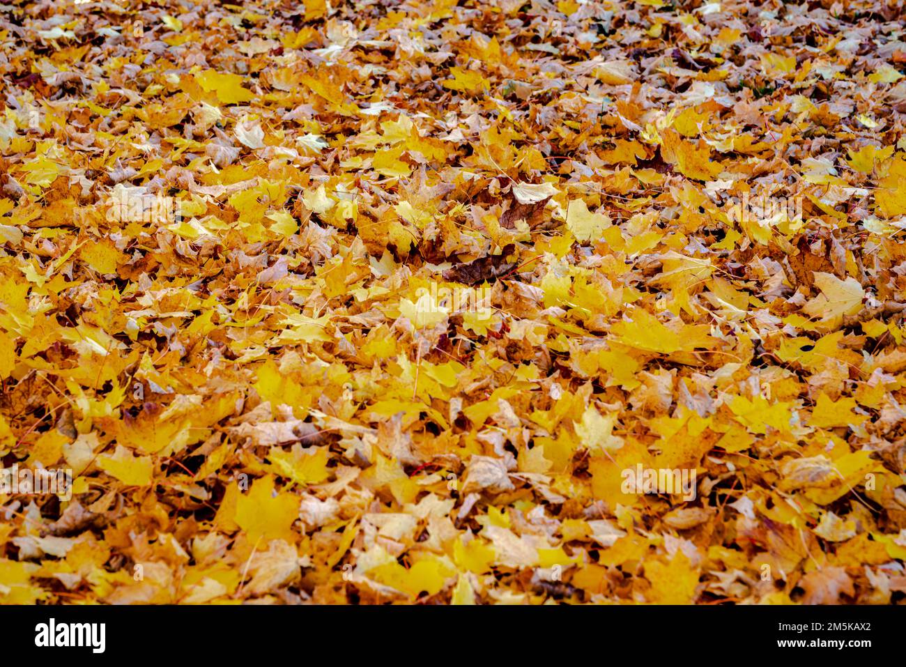 Herbstfarben am St. Lawrence-Fluss Stockfoto