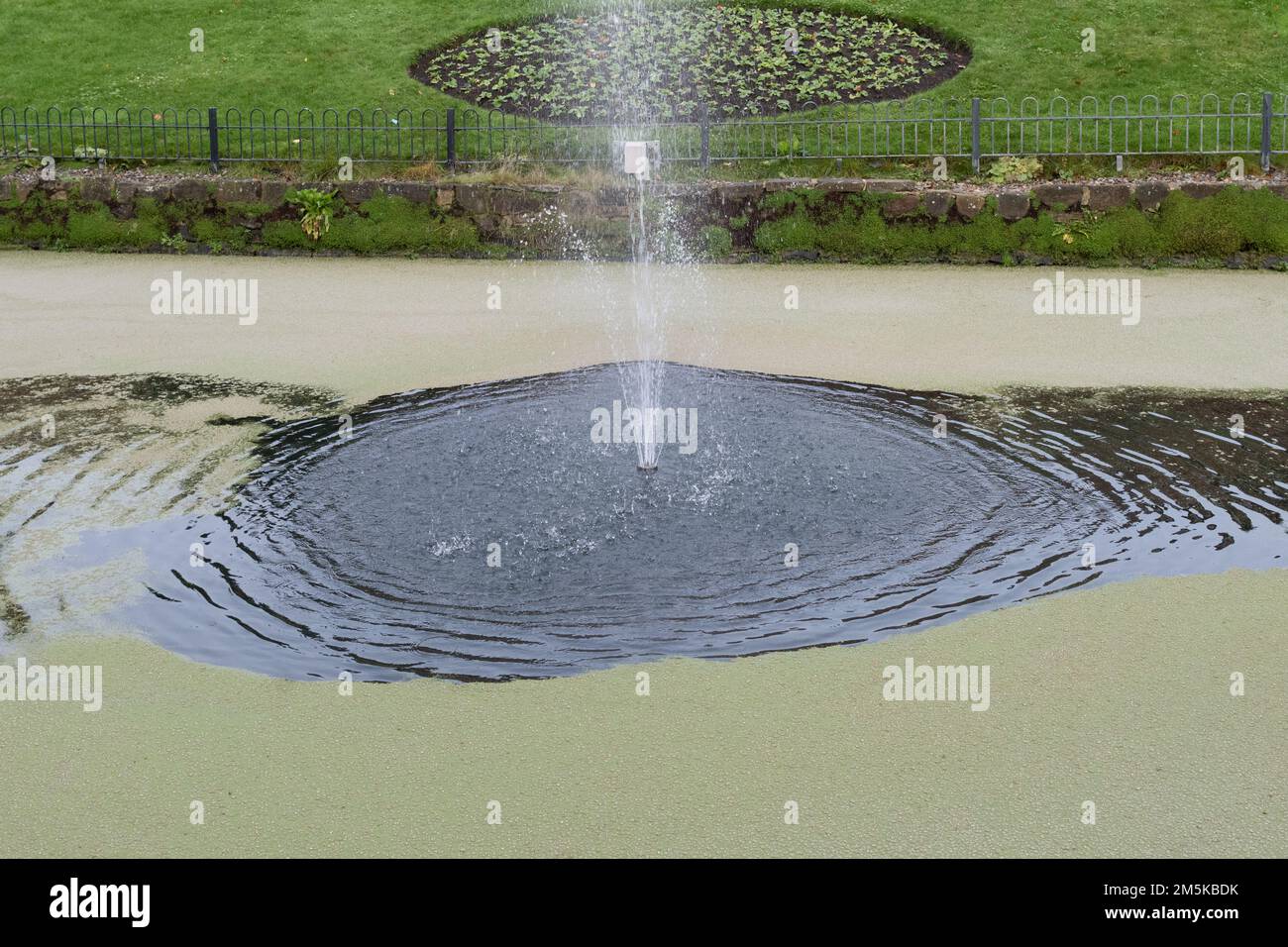 Entengras im Winter - Kanalgärten, Roundhay Park, Leeds Stockfoto