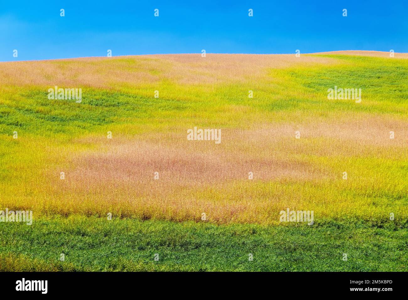 Wunderschöne, farbenfrohe Bauernhöfe; Region Palouse; Bundesstaat Washington; USA Stockfoto