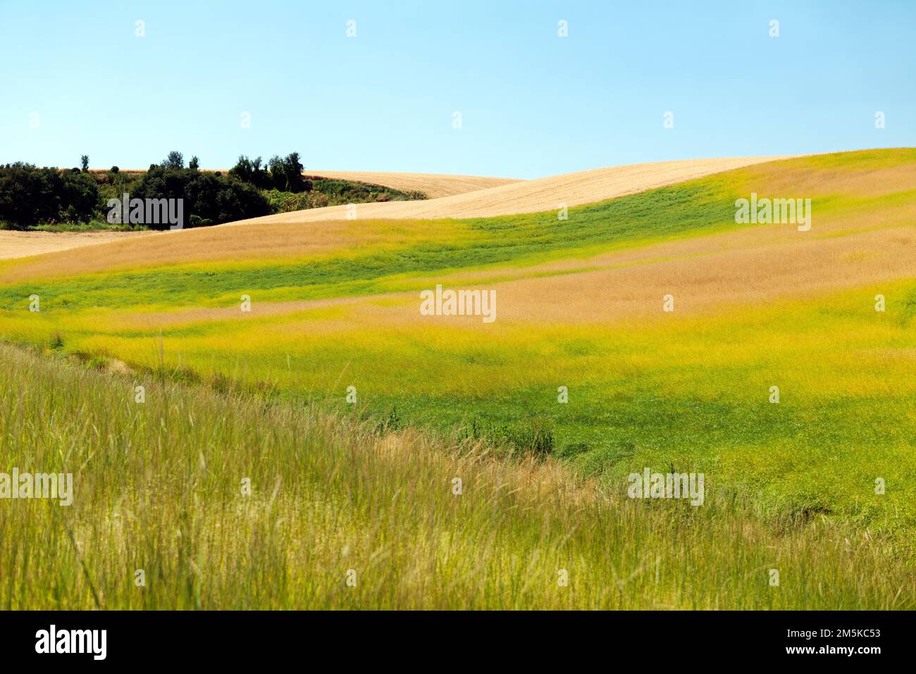 Wunderschöne, farbenfrohe Bauernhöfe; Region Palouse; Bundesstaat Washington; USA Stockfoto