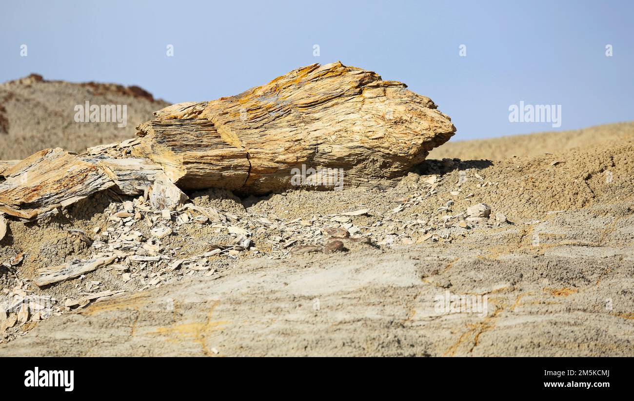 Versteinertes Holz in der Wüste Stockfoto