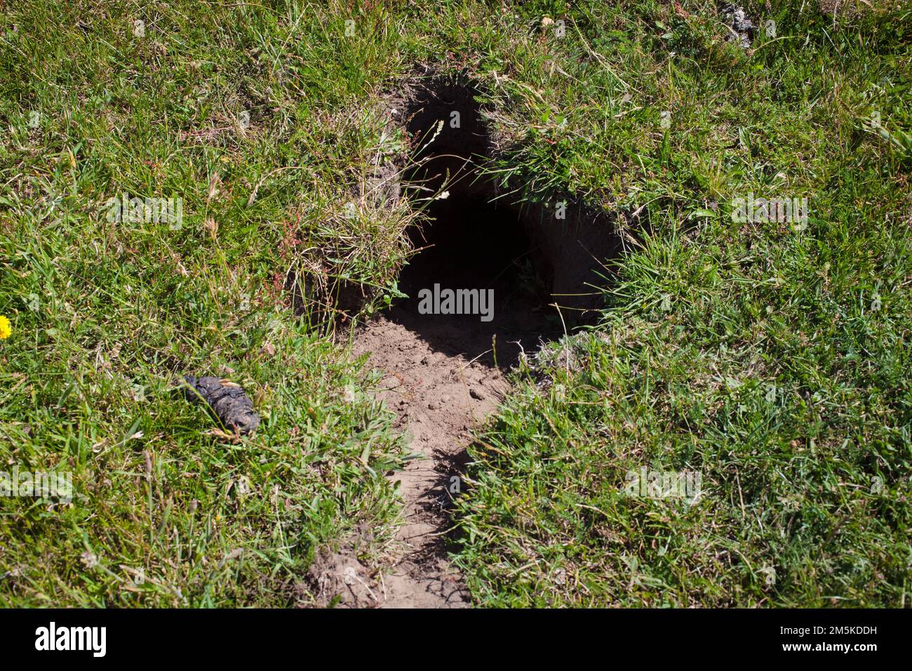 Ein Blick auf das Leben in Neuseeland: Kaninchengräber in einer Koppel. Rabbit warren. Stockfoto