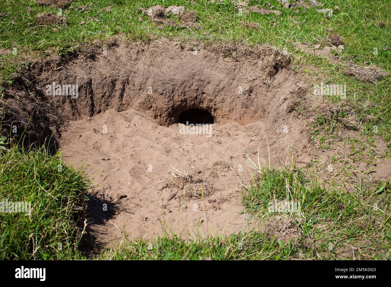 Ein Blick auf das Leben in Neuseeland: Kaninchengräber in einer Koppel. Rabbit warren. Stockfoto