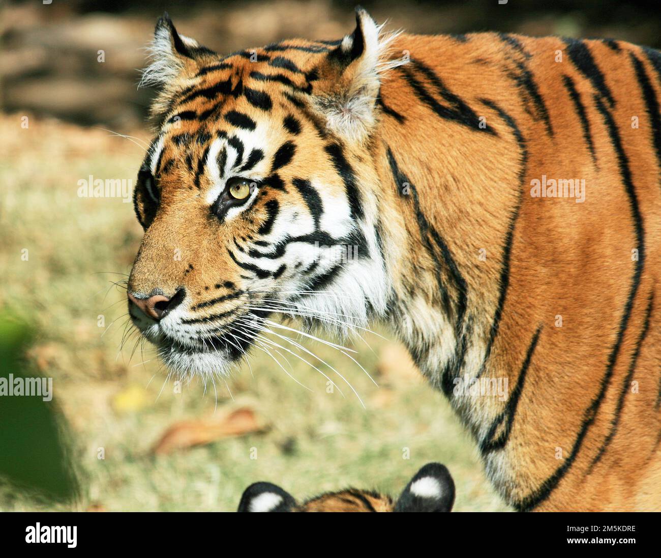 Tiger-Porträt Stockfoto