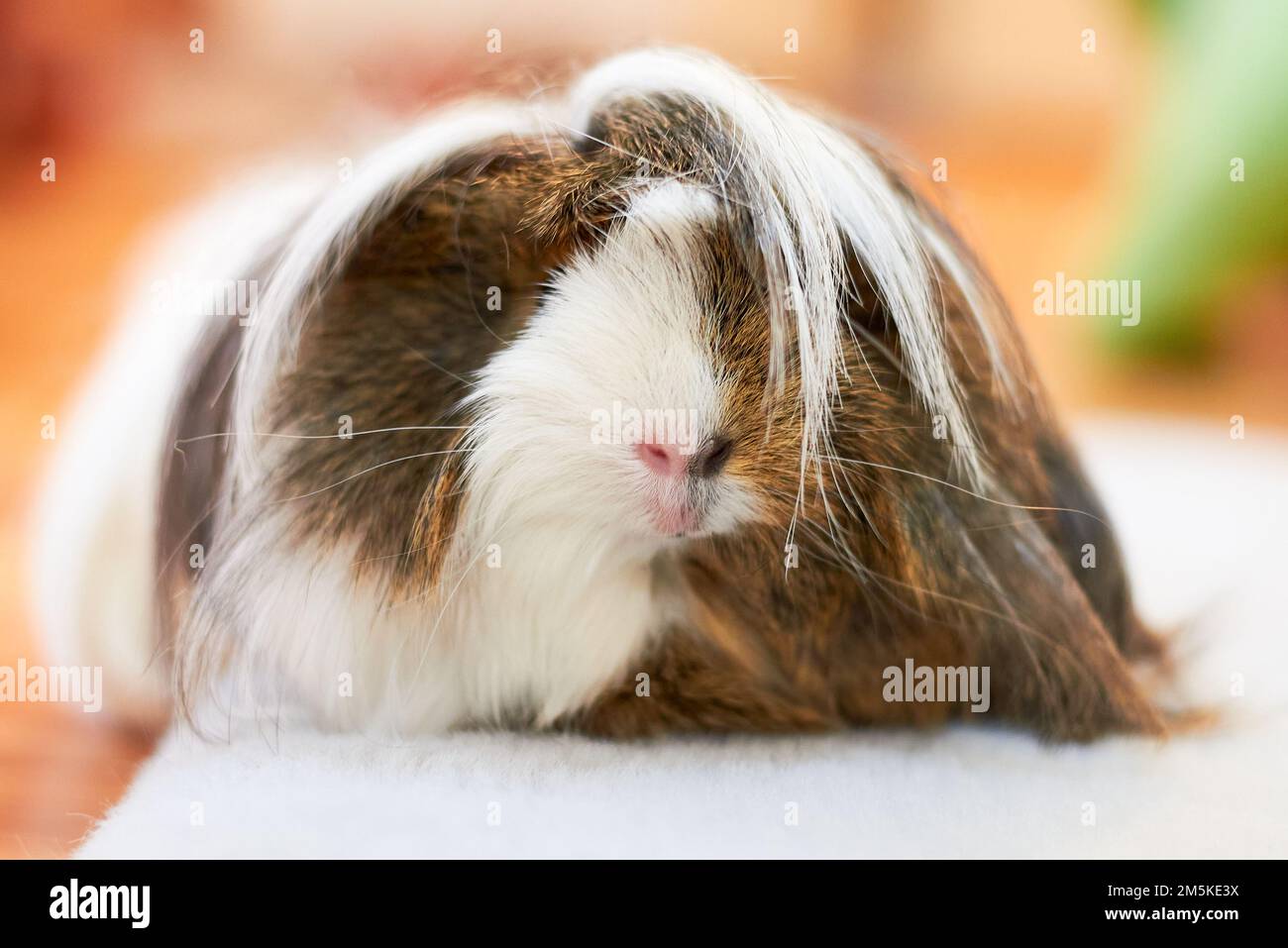Langhaariges Meerschweinchen, auch bekannt als Höhle oder Haushöhle (Cavia porcellus) Stockfoto