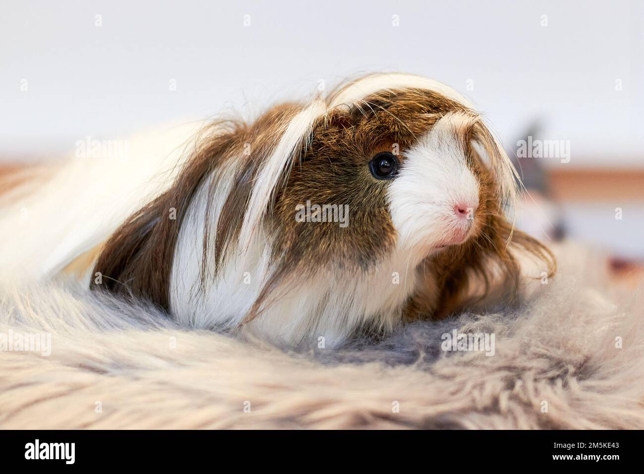 Langhaariges Meerschweinchen, auch bekannt als Höhle oder Haushöhle (Cavia porcellus) Stockfoto
