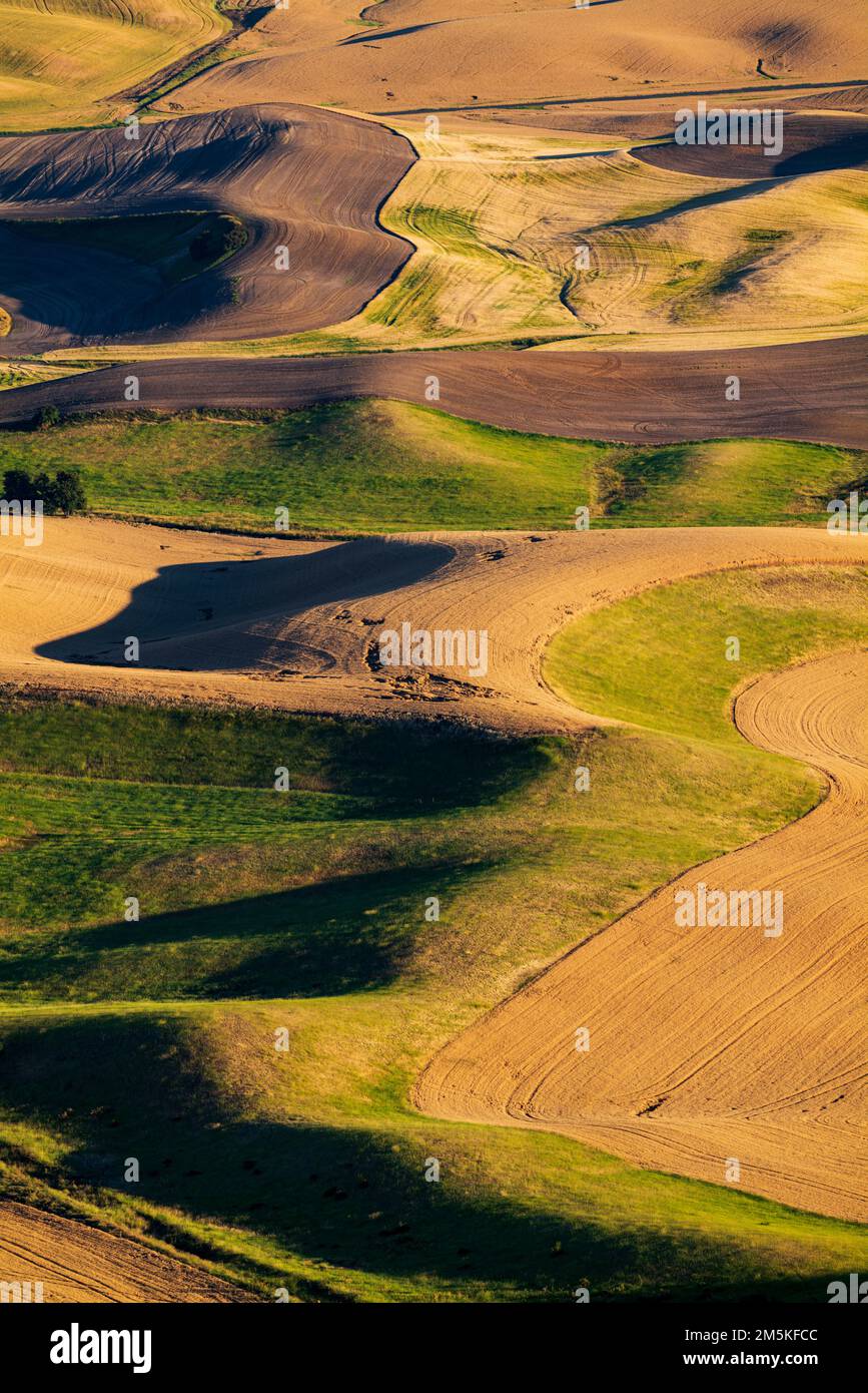 Wunderschöne, farbenfrohe Bauernhöfe; Region Palouse; Bundesstaat Washington; USA Stockfoto