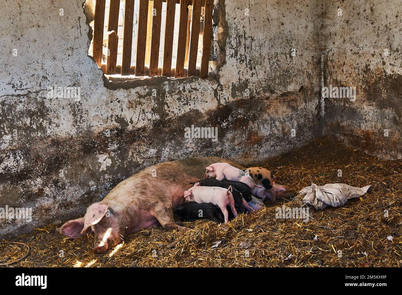 Ein weibliches Schwein, das seine Babys füttert. Stockfoto