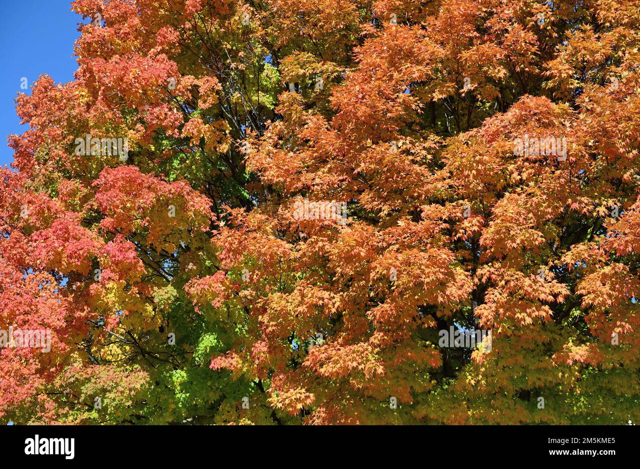 West Chicago, Illinois, USA. Die Schönheit und die Farbe der Herbstsaison an einem Baum in einem Vorort von Chicago. Stockfoto