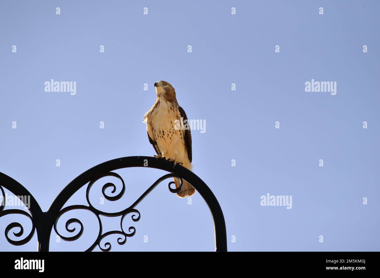 Bartlett, Illinois, USA. Der Rotschwanzfalke ist ein Greifvogel, der sich in ganz Nordamerika vermehrt. Stockfoto