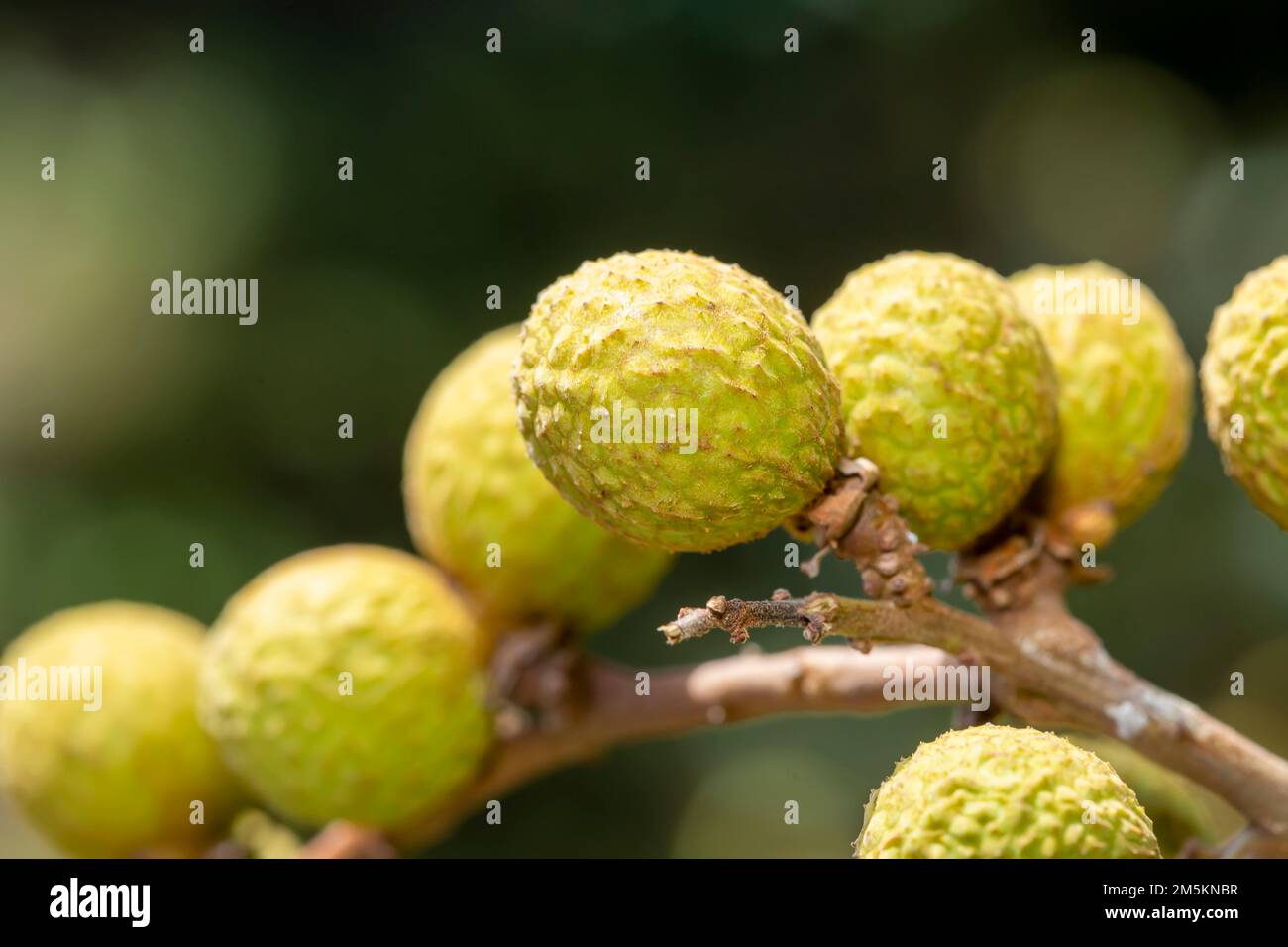 Nahaufnahme der Longan Dimocarpus longan-Frucht auf dem Baum. Stockfoto