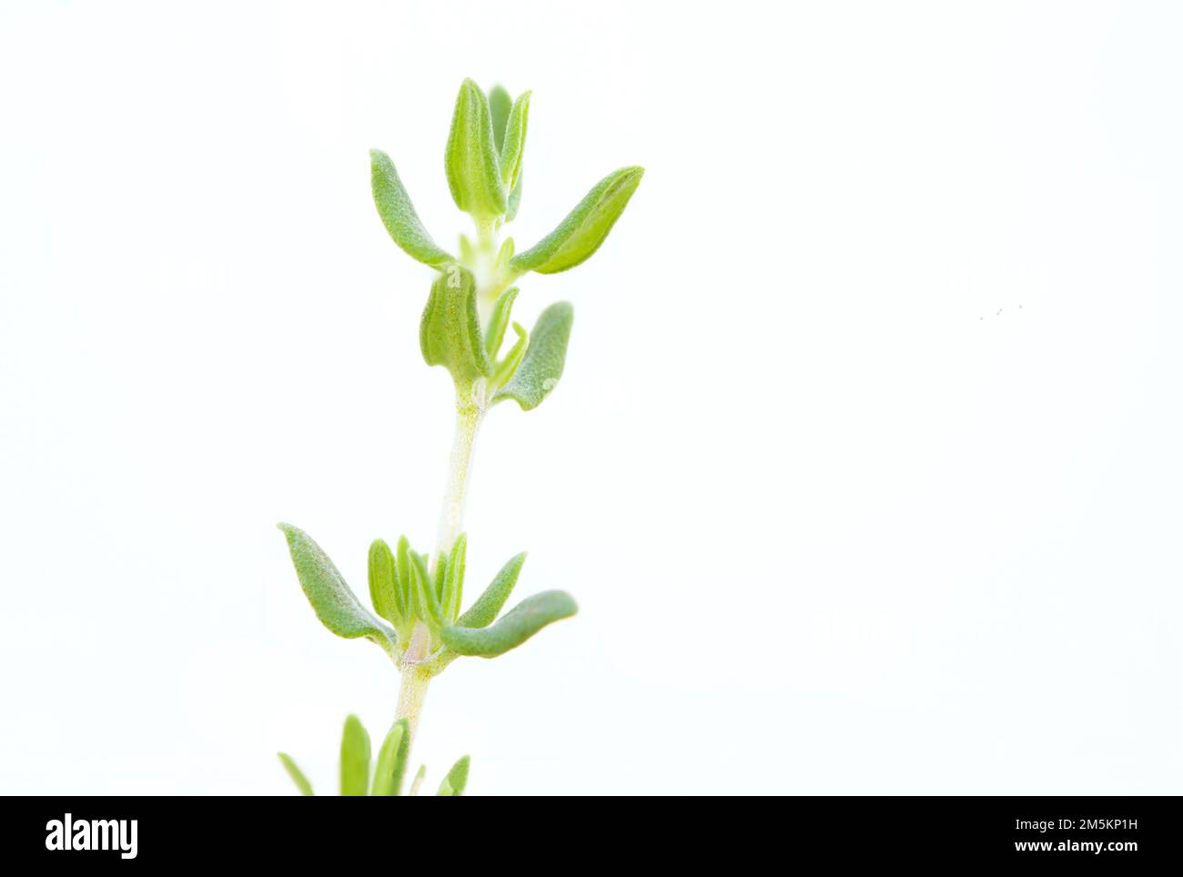 Thymian (Thymus vulgaris) ist ein Kraut mit ausgeprägtem Geruch. Die Blumen, Blätter und Öl werden häufig zur Aromatisierung von Lebensmitteln verwendet und auch als Medizin verwendet Stockfoto