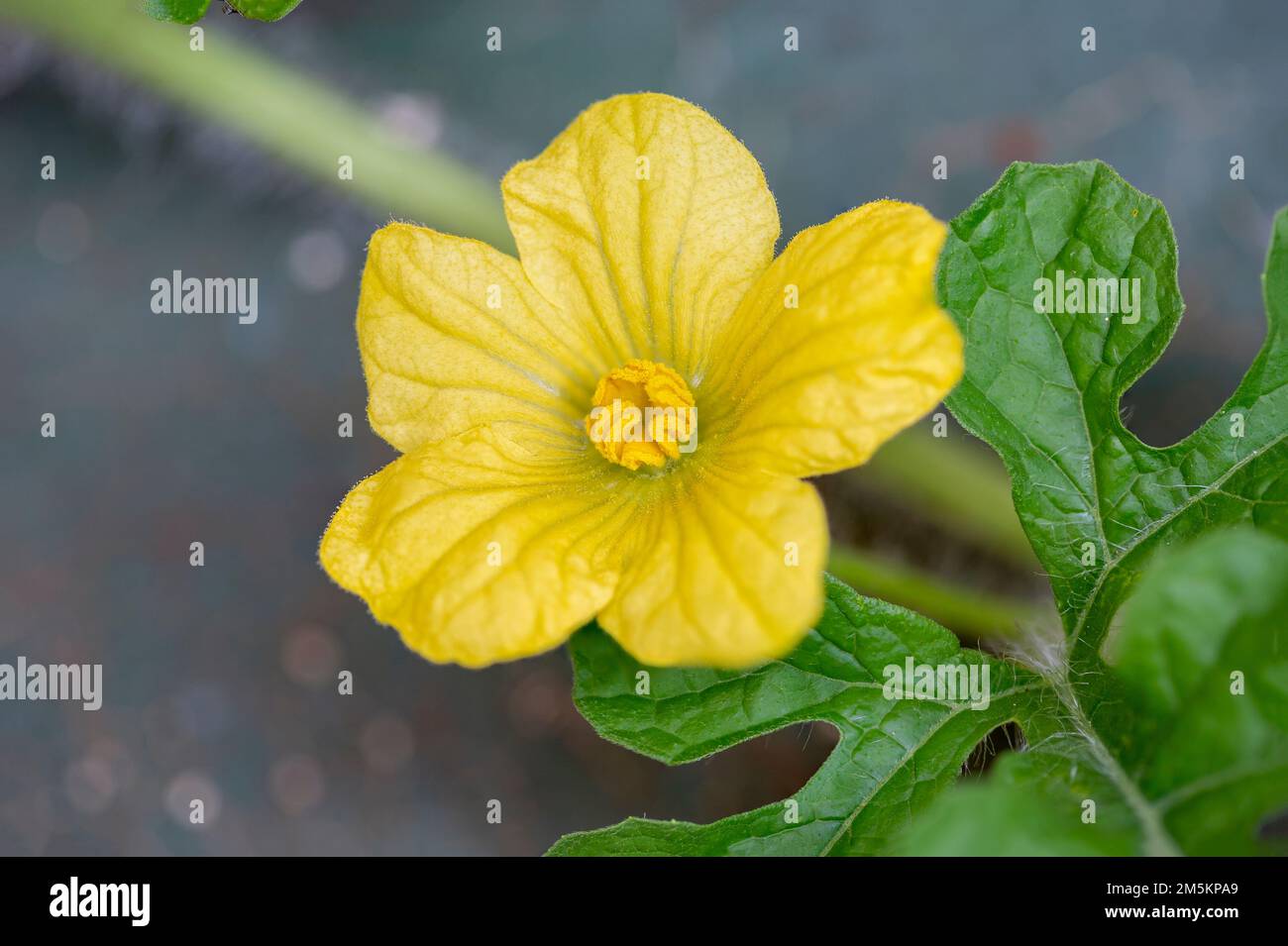 Blühende Wassermelonenpflanze (Citrullus lanatus) Stockfoto