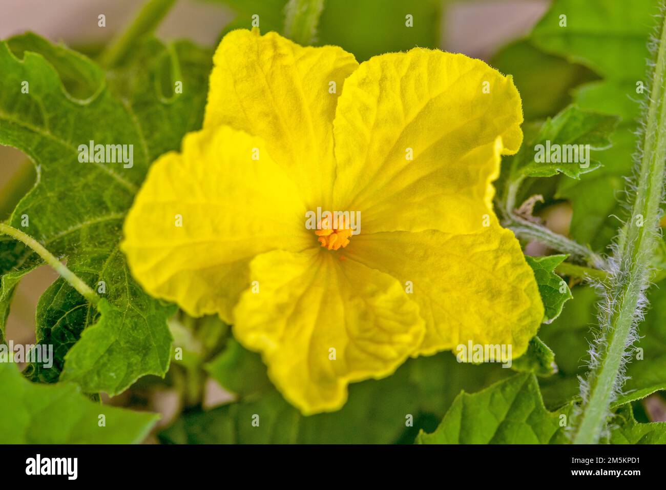 Blühende bittere Melone (auch bekannt als Momordica charantia oder bittere Riffelpflanze). Stockfoto