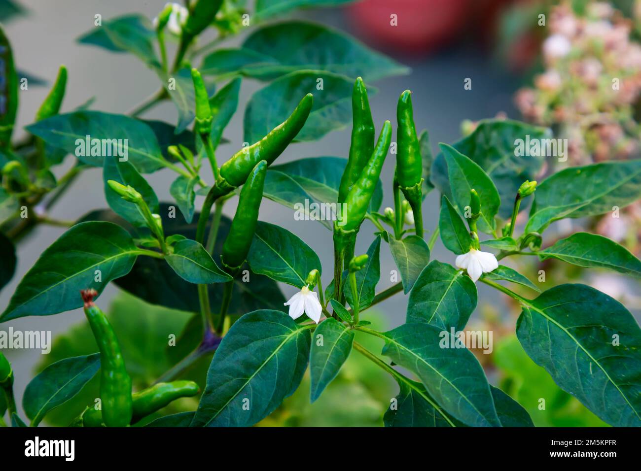 Kleine grüne Chilischoten, auch bekannt als Capsicum annuum (Chilis) und Capsicum frutescens, wachsen auf Bäumen. Stockfoto