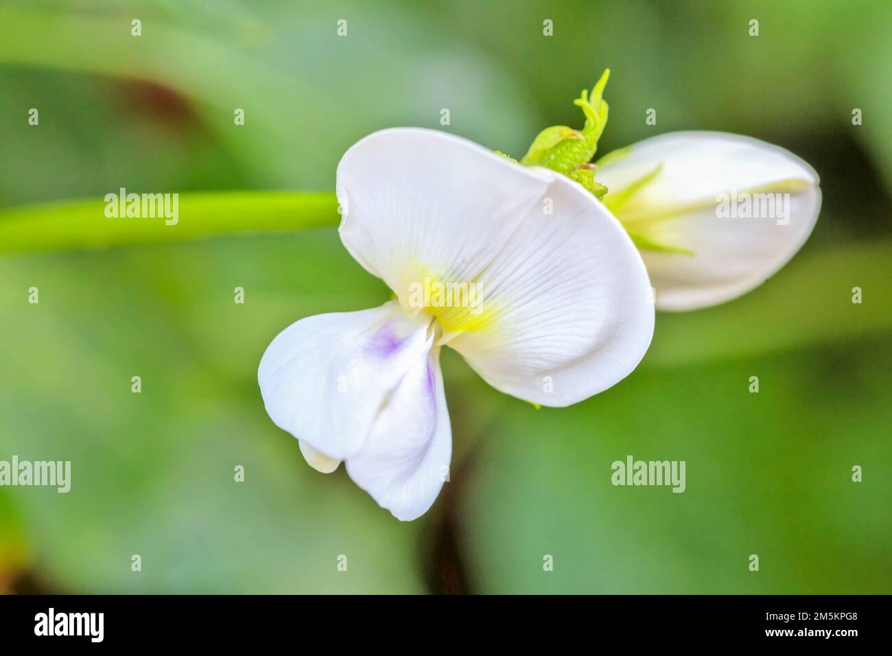 Blühende Langbohnenpflanze, auch bekannt als Langbohne, Spargelbohne, Schlangenbohne oder chinesische Langbohne. Stockfoto