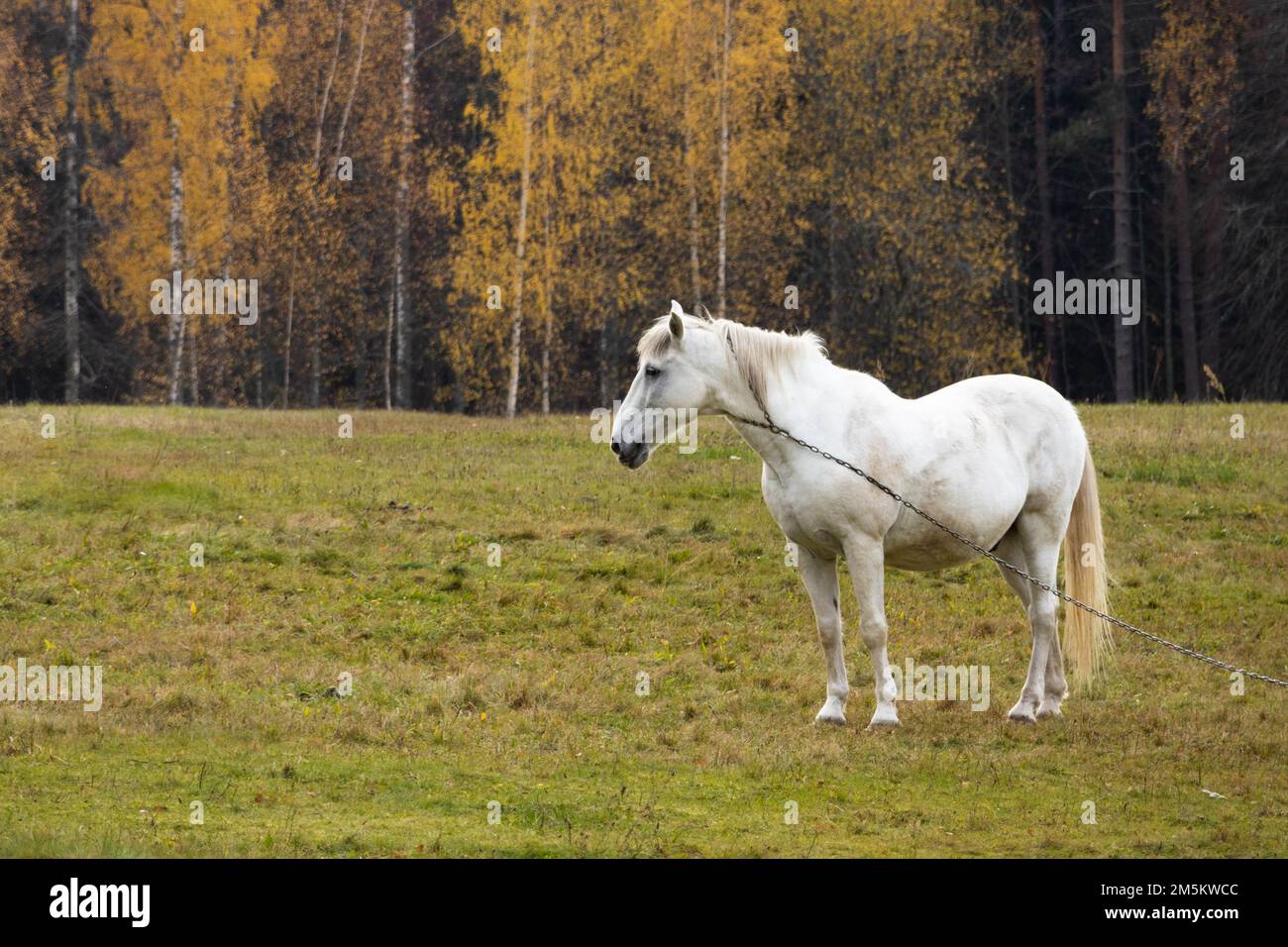 Weißes Pferd grast auf dem Feld. Hochwertiges Foto Stockfoto