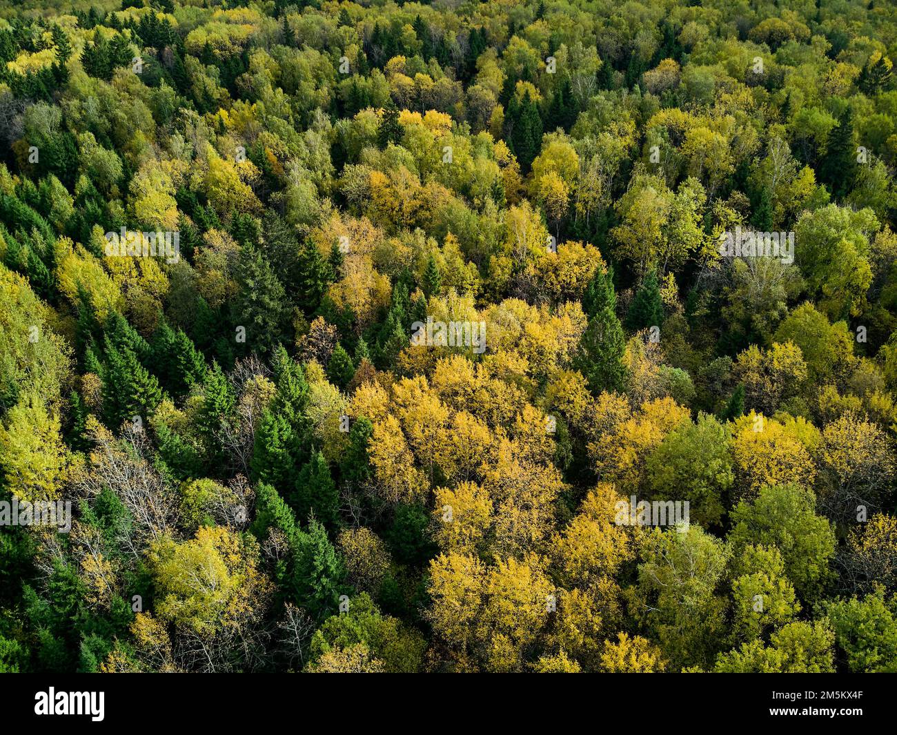 Flug über gemischte Herbstwälder in gelb-grünen Farben Stockfoto