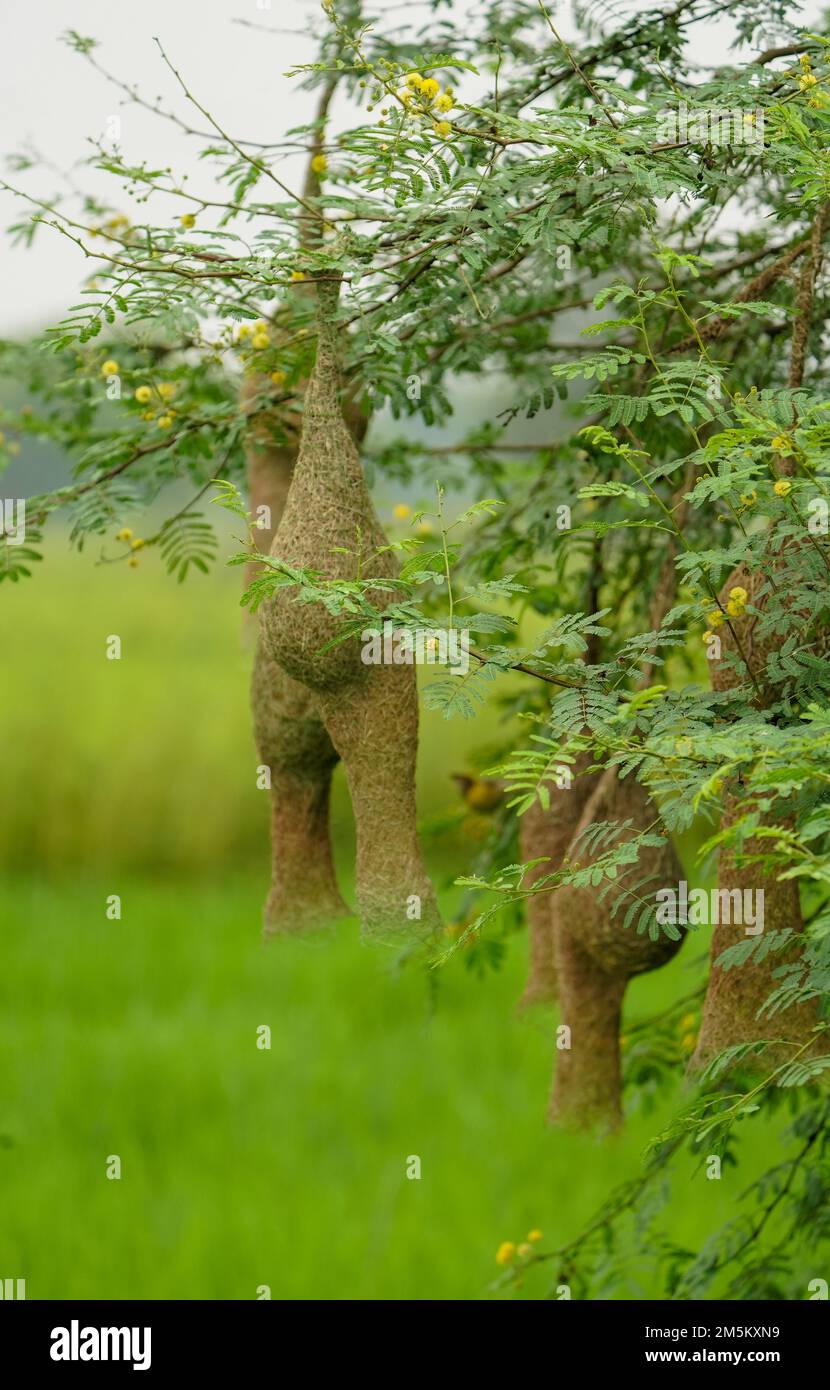 So viele leere Webervogelnest, Wildtiere - Weaver Birds Nest in Nature Skylark Nester, Weaver Bird Nest aus Heu, Skylark Nester auf Zweigen in A Stockfoto