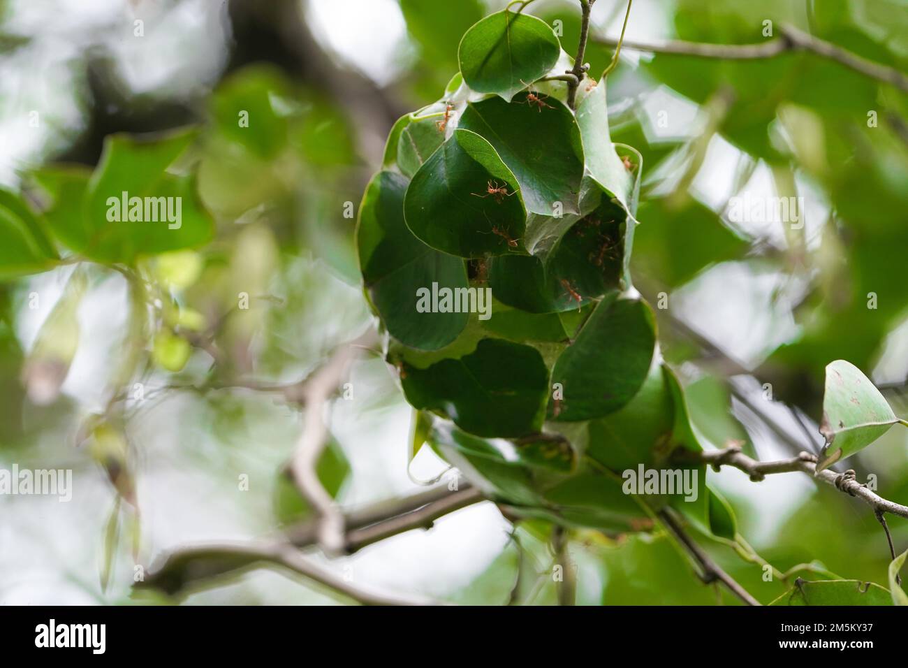 Nahaufnahme Big Red Amts Building Nest oder ein Haus auf einem Baum mit Blättern, Rote Ameisen bauen ein Zuhause in Teamwork Power Konzept, Nahaufnahme Blatt umhüllt als Nest von r Stockfoto