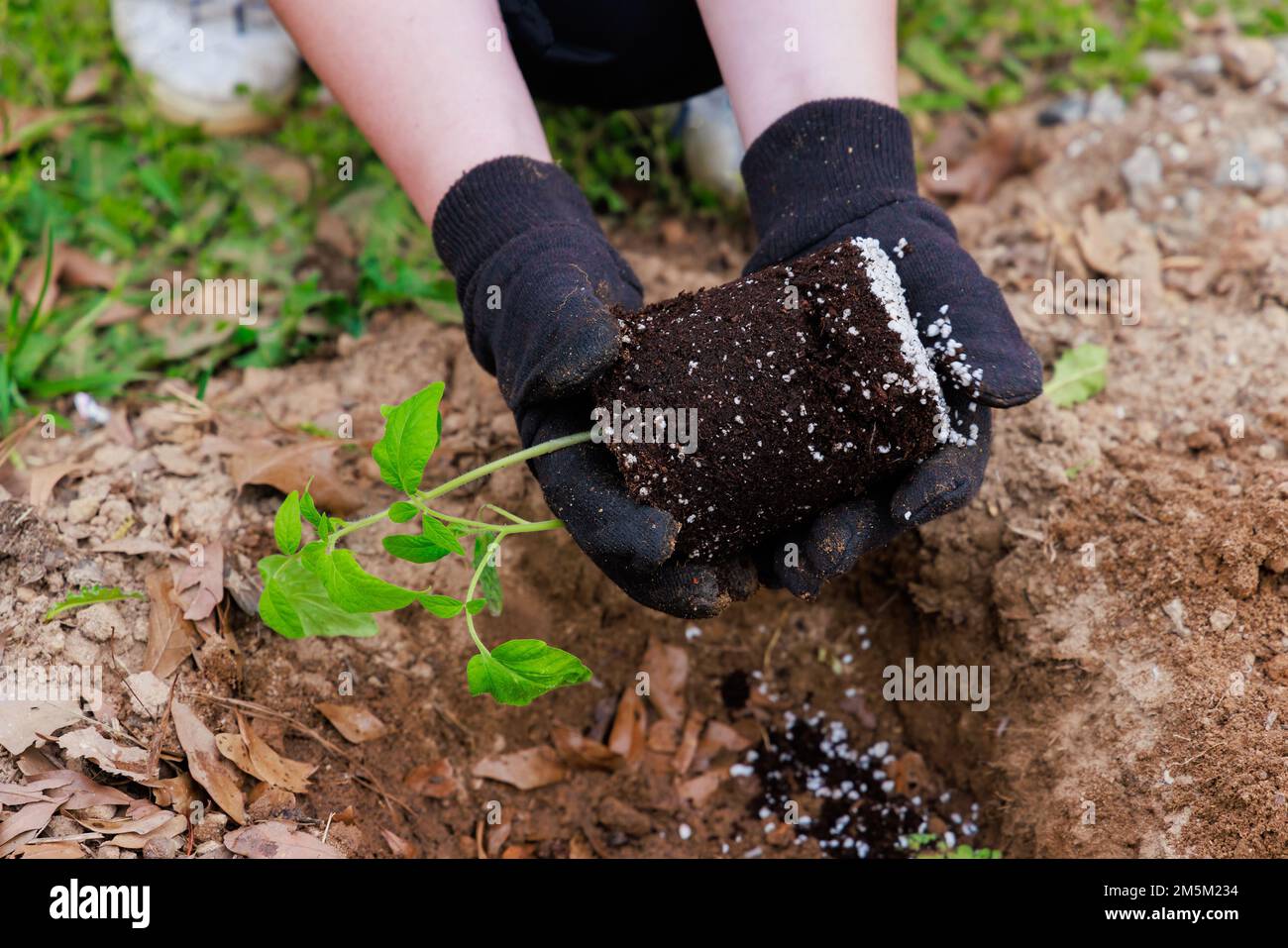 Der Vorgang des Pflanzens von Tomatensetzlingen. Stockfoto