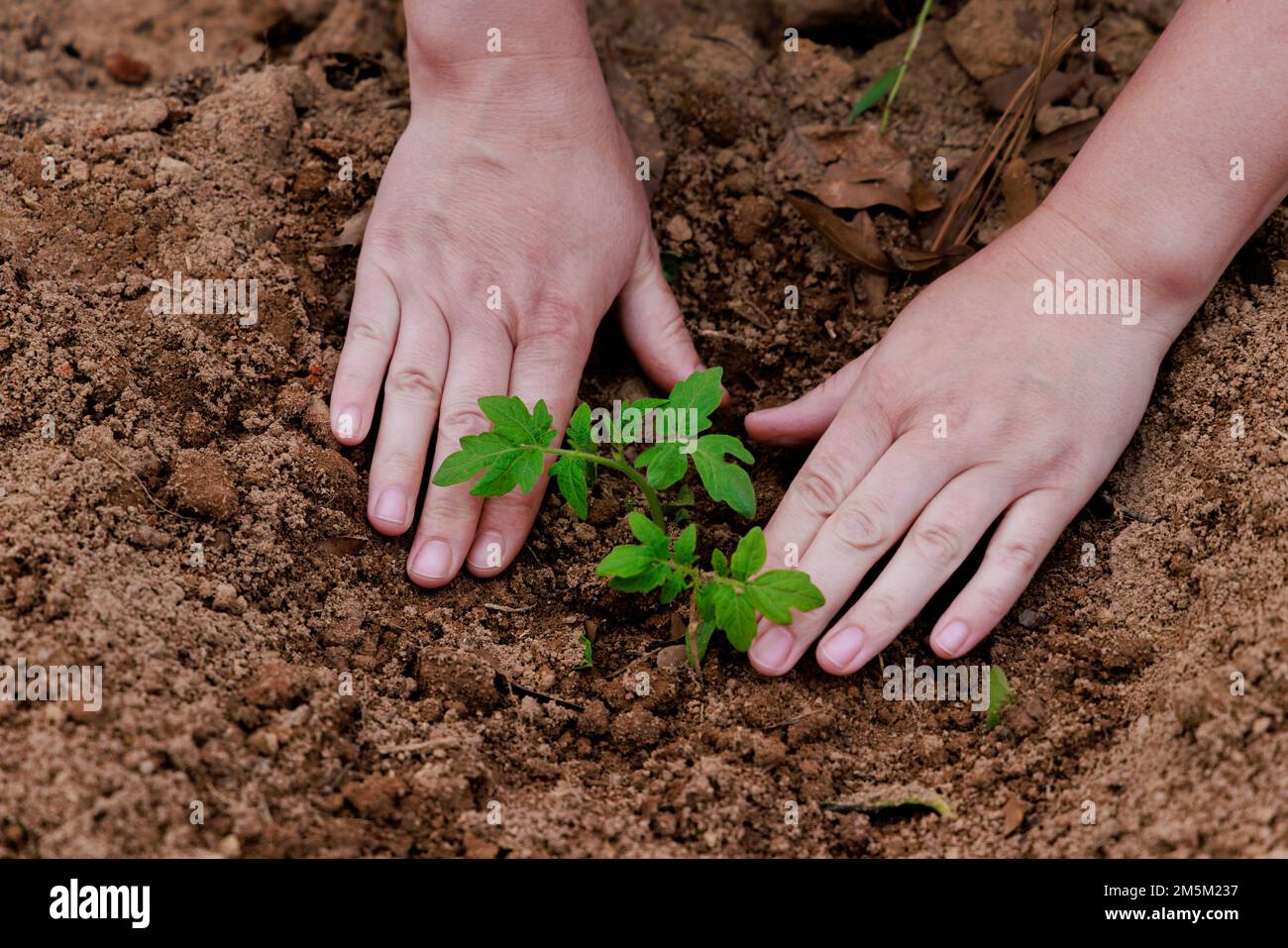 Tomatenkeimlinge in den Boden Pflanzen. Stockfoto