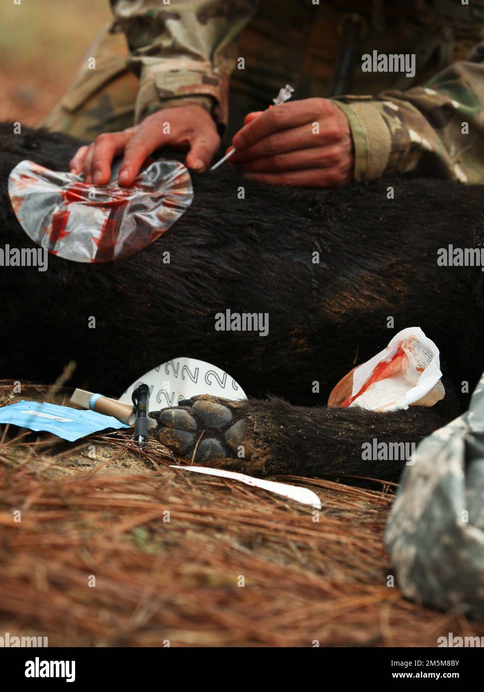 Ein simulierter Hundeunfall wird erstmals während des ersten Wettbewerbs des Military Working Dog Team of the Year, der am 24. März in Fort Bragg, N.C. stattfand, empfangen. Foto: Sharilyn Wells/Fort Bragg Garrison Public Affairs Office Stockfoto