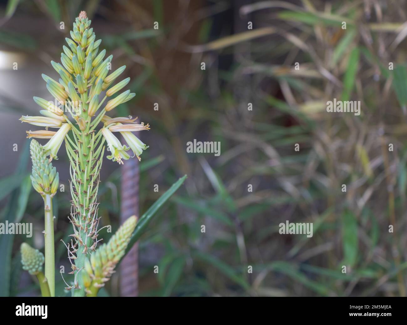 Ein Aloe Flower Spike aus nächster Nähe mit grünem Hintergrund Stockfoto