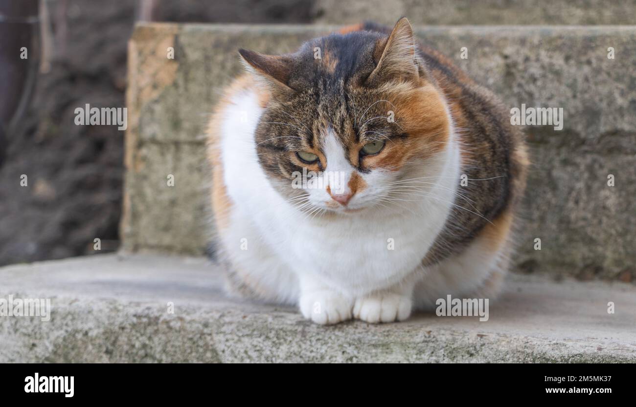 Eine dreifarbige Katze sitzt stolz auf der Treppe im Freien Stockfoto