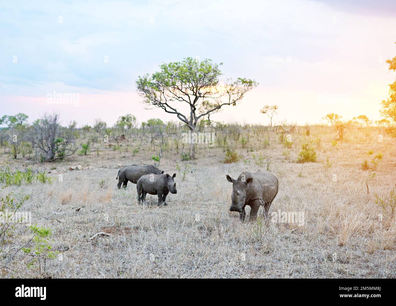 Die Tage enden in der Savanne. Nashörner in ihrem natürlichen Lebensraum. Stockfoto