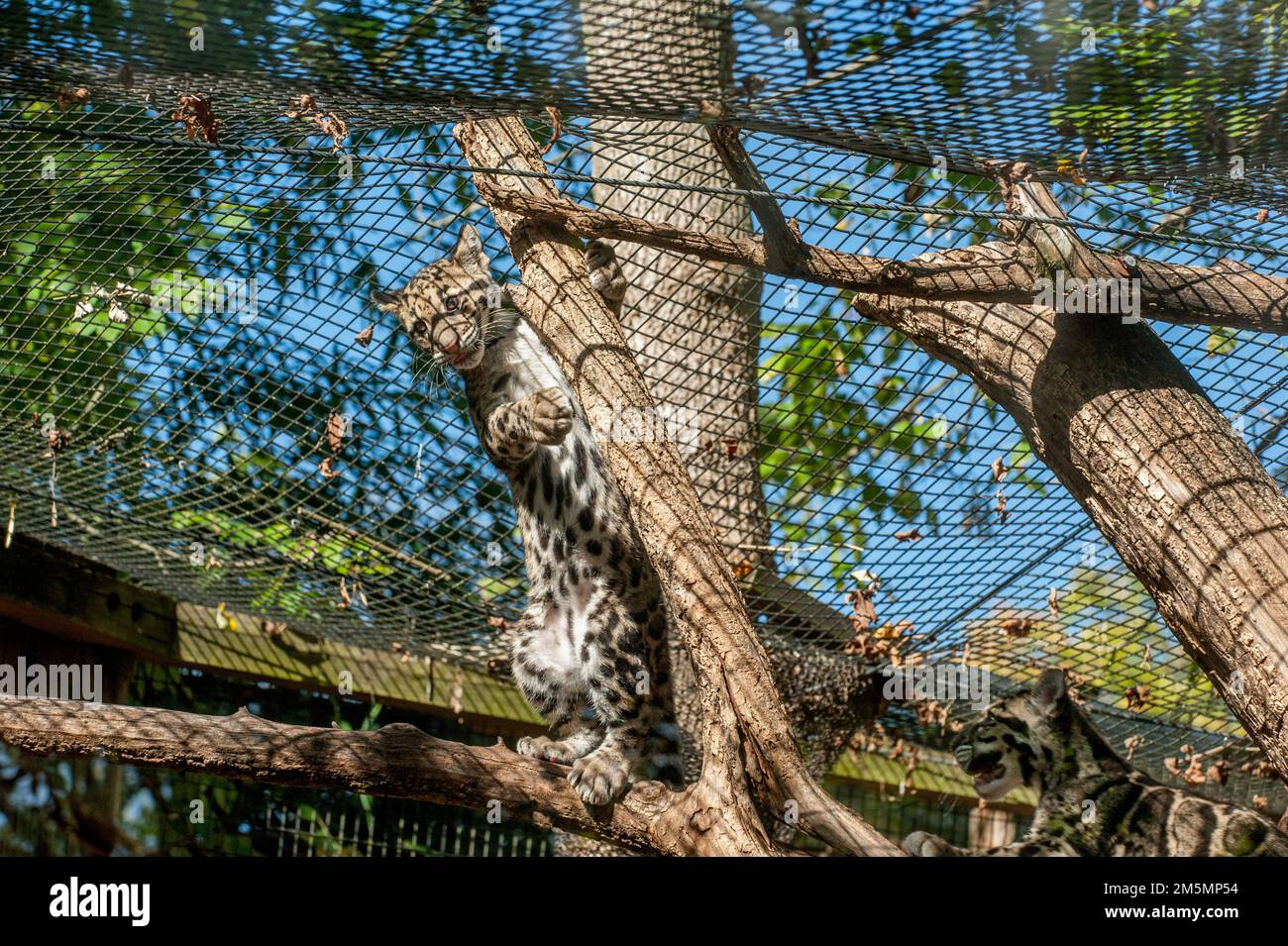 Im Zoo von Nashville, Tennessee, spielen zwei etwa vier Monate alte Leopardenjungen (Neofelis nebulosa) in einem Kugelschreiber. Stockfoto
