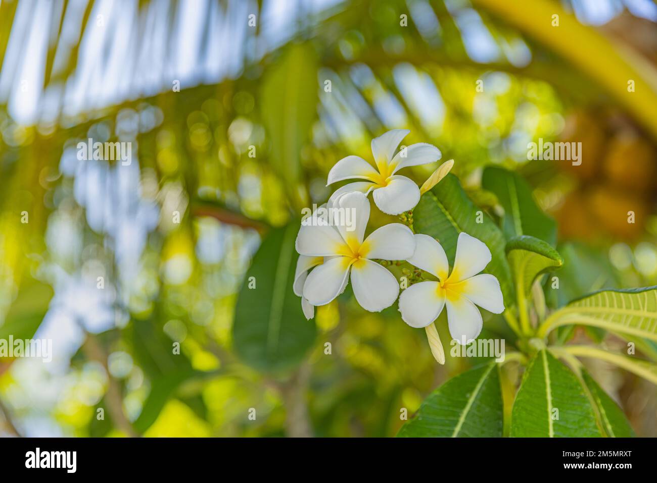 Weiße tropische weiße gelbe Blume über wunderschönem grünen, verschwommenen Laub am Inselstrand, sonniger exotischer Garten. Ruhige Natur, Nahaufnahme, Romantik, Liebe Stockfoto