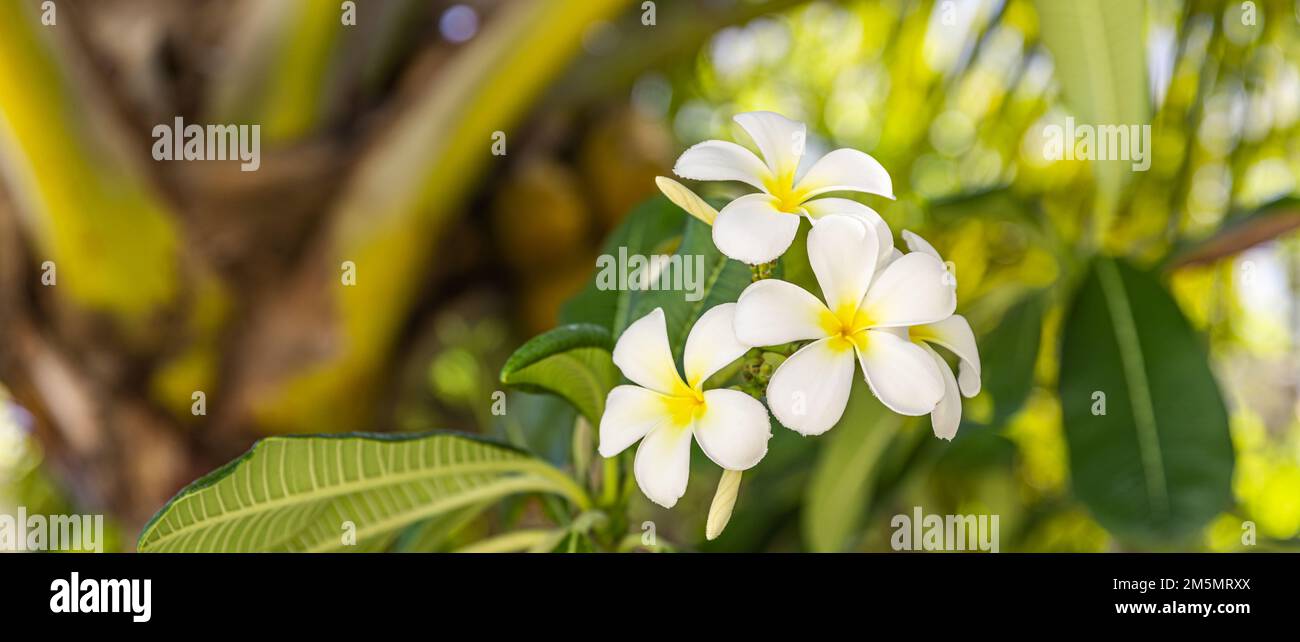 Weiße tropische weiße gelbe Blume über wunderschönem grünen, verschwommenen Laub am Inselstrand, sonniger exotischer Garten. Ruhige Natur, Nahaufnahme, Romantik, Liebe Stockfoto