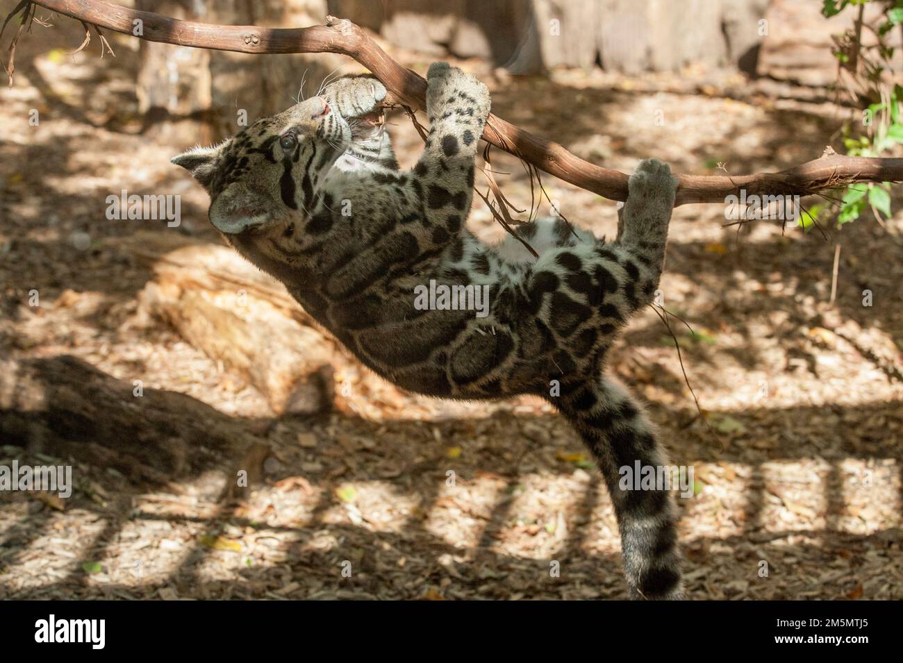 Ein etwa vier Monate altes, wolkiges Leopardenjunge (Neofelis nebulosa), das im Zoo von Nashville, Tennessee, im Knast spielt. Stockfoto